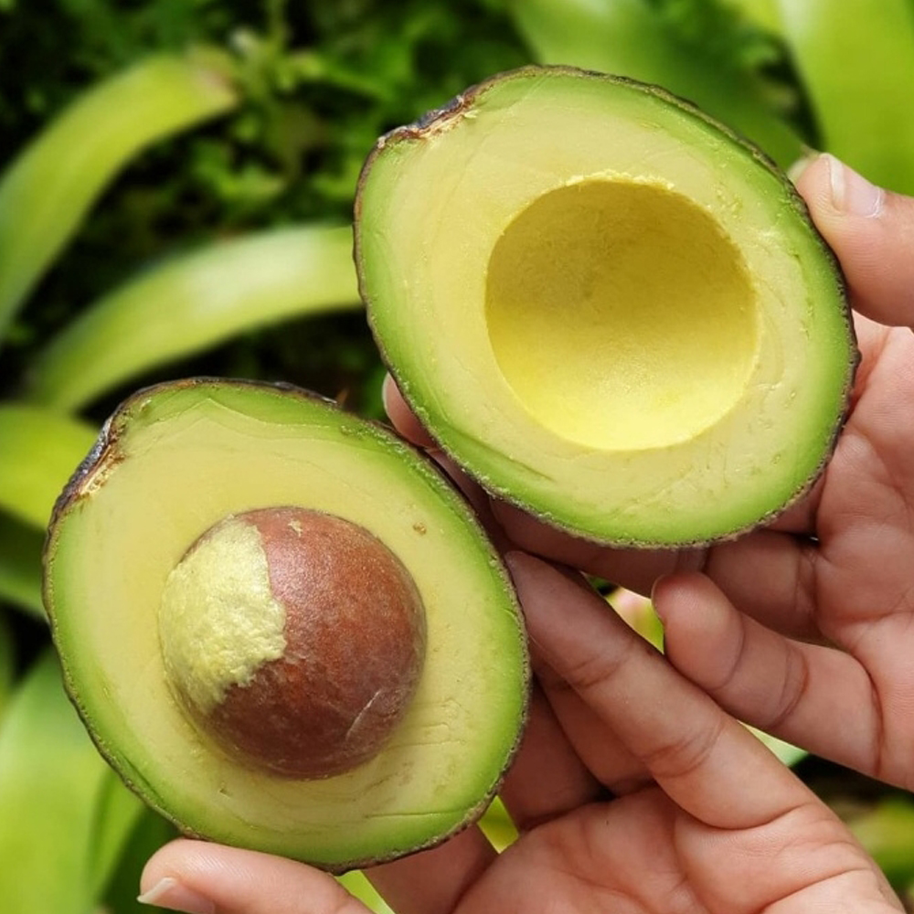 명품 아보카도 숲속의 버터 (전상품세일판매중)