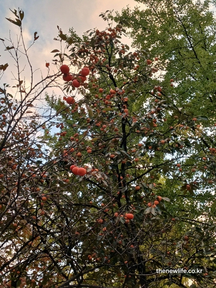 가을 석양빛 아래 감이 풍성하게 달린 감나무 전경, 제철 감의 자연스러운 숙성을 보여주는 실사