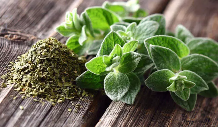 오레가노(Oregano)