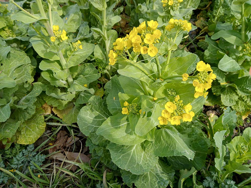 같은 색깔 같은 느낌 다른 꽃: 배추꽃