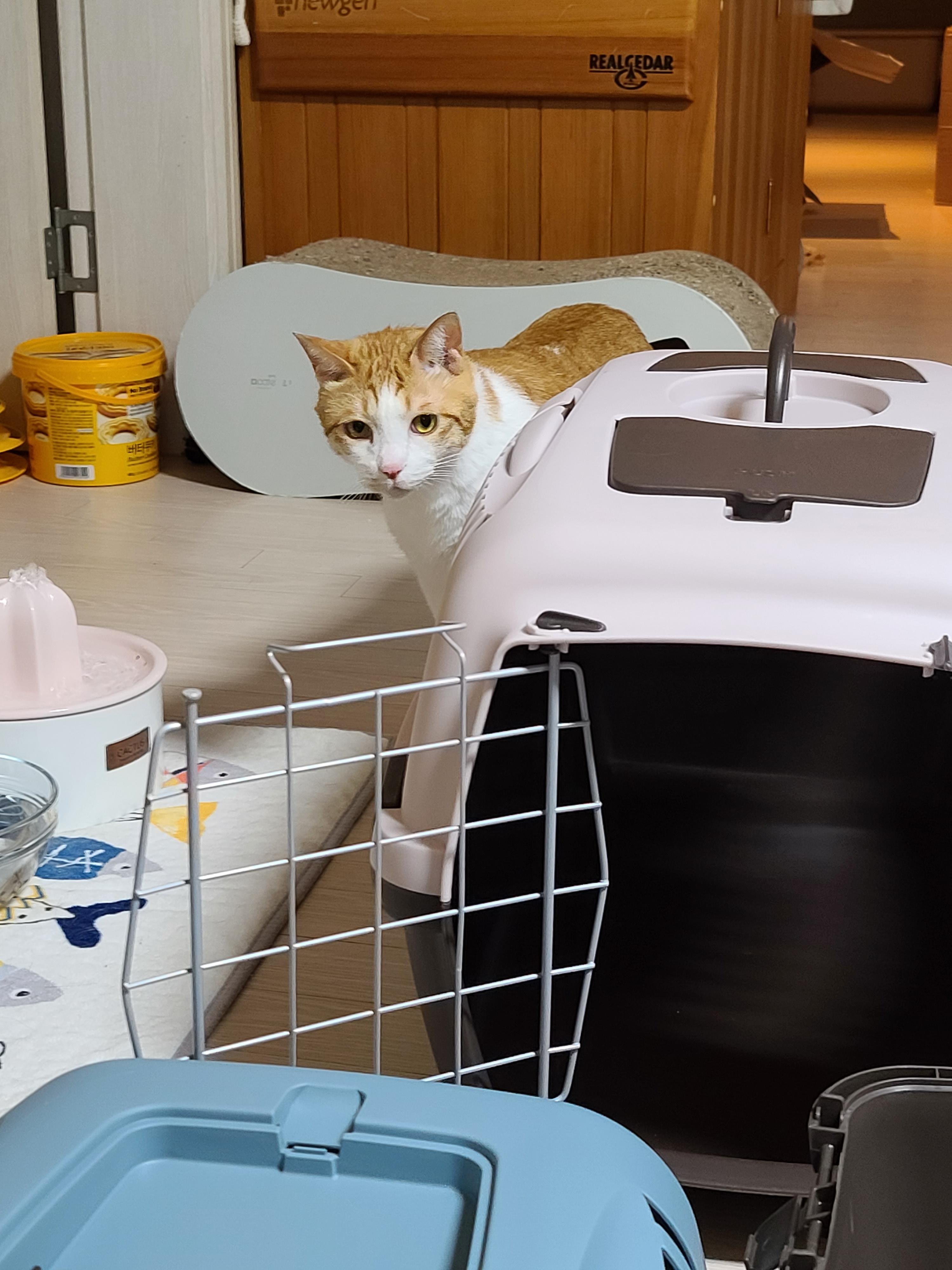 새 이동장이 왔다. 고양이들 총출동!