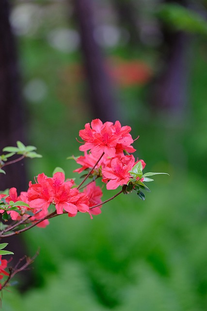황매산 철쭉축제 기본정보