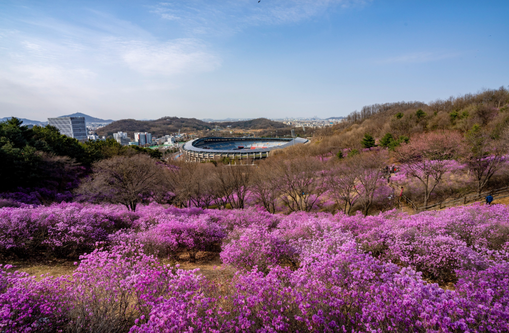 원미산 진달래1