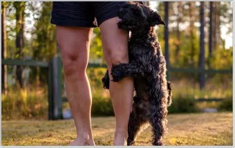 강아지 마운팅 이유 해결 방법_2