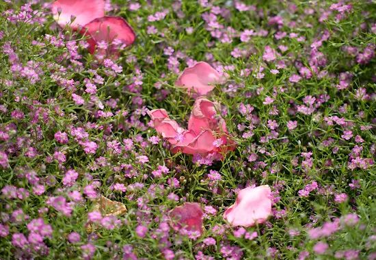 섬진강장미공원