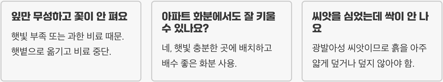 데이지 씨앗부터 꽃까지 키우기 A to Z (파종, 물주기, 관리법 총정리)
