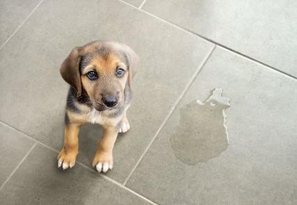 개가 과음 다뇨