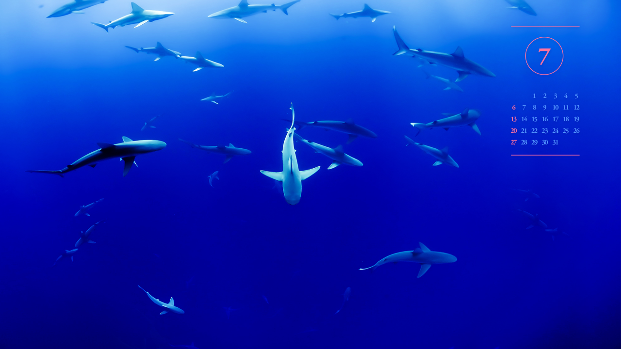 06 상어 무리들 A - 2025년7월 노트북배경화면