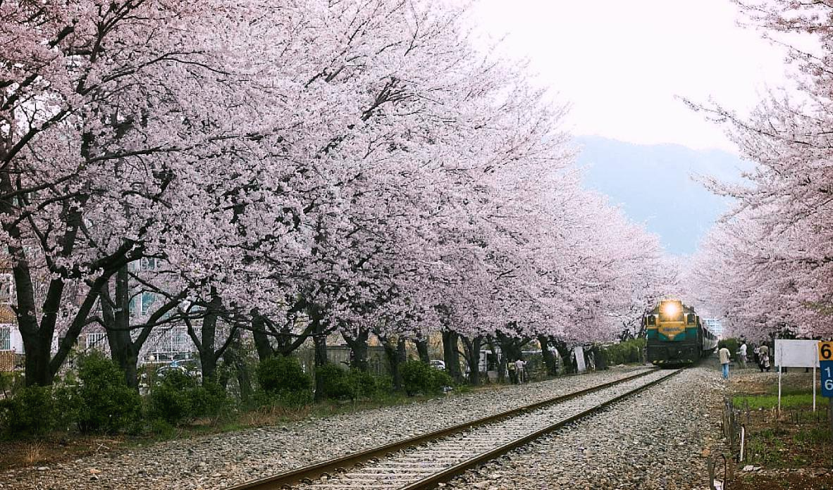 진해군항제 벚꽃 명소 창원