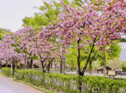 서울대공원-인스타그램출저