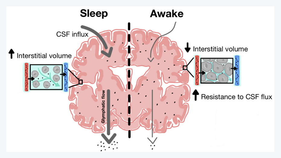 수면, 노폐물 제거