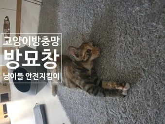 &amp;quot;고양이