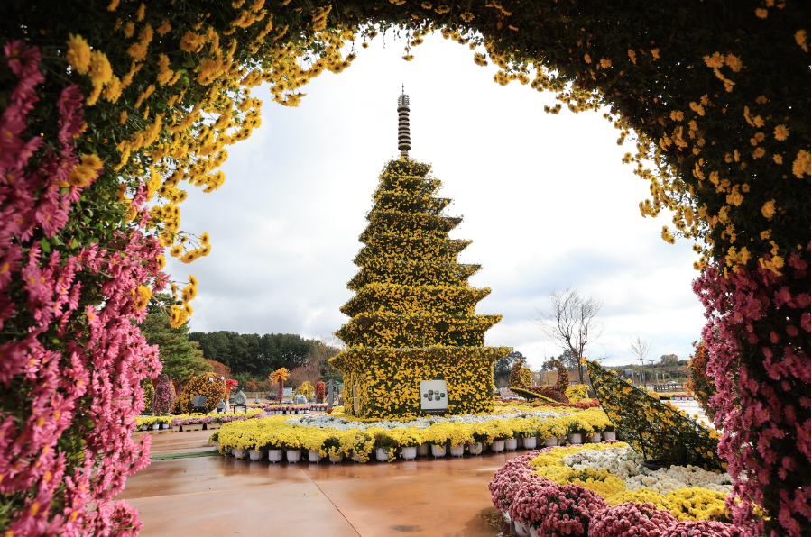 익산-천만송이-국화축제