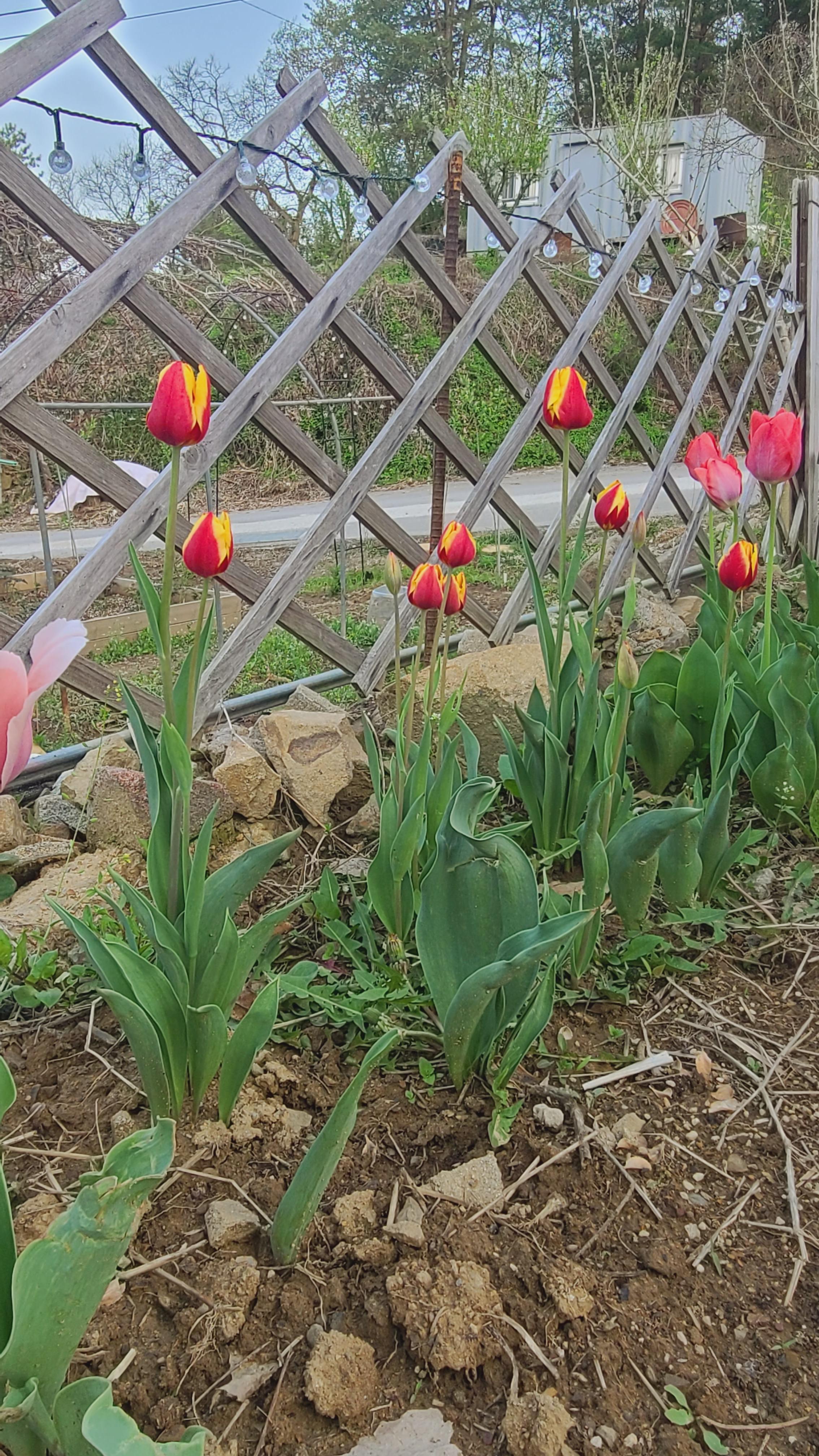 투톤의 튤립 귀엽다