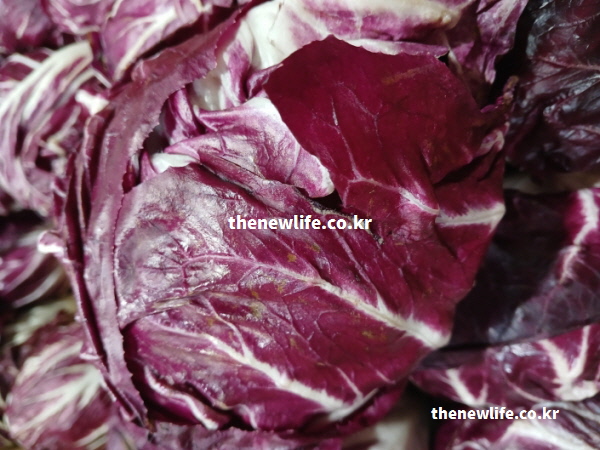 라디치오 효능의 원천인 안토시아닌 색소가 가득한 붉은 잎 확대 실물 사진