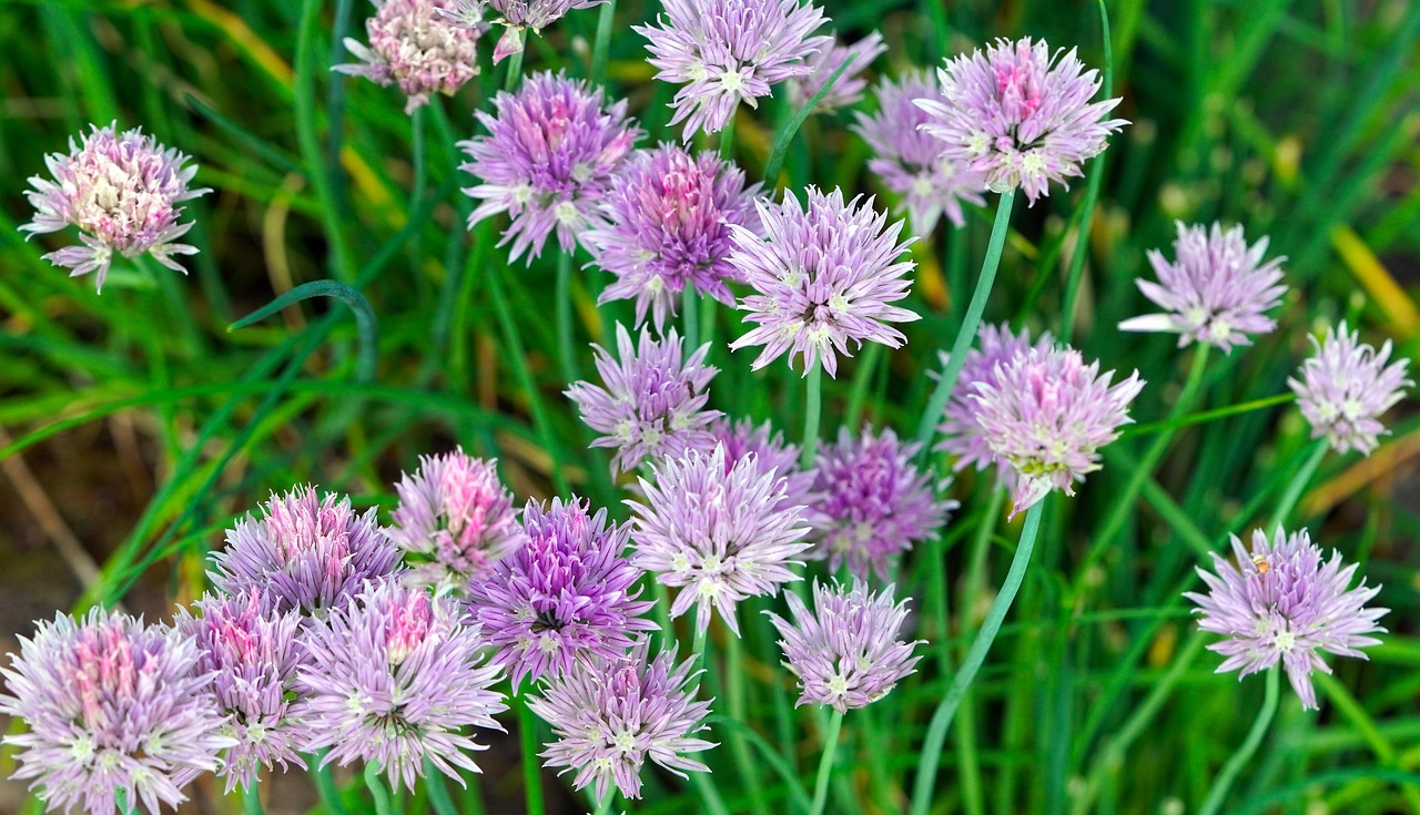 작지만 강한 작물, 허브! 텃밭에서 키우기 좋은 허브 이야기