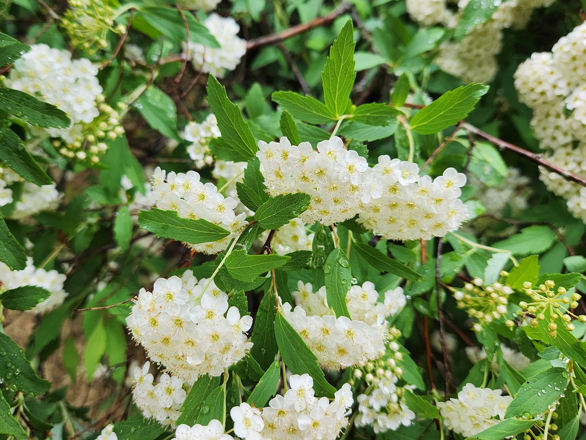 공조팝니무