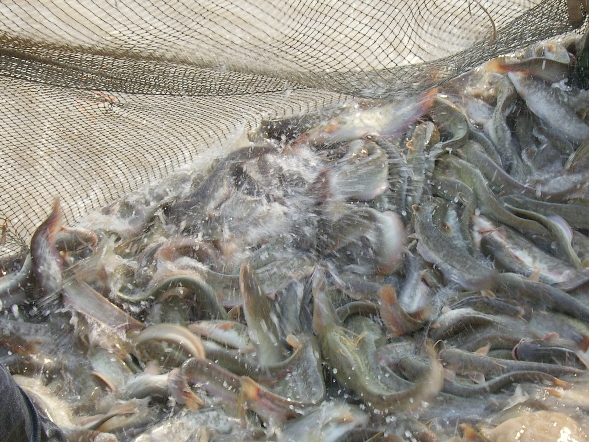 생방송 투데이 의성 마늘 황토 메기