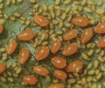 딱총나무수염진딧물