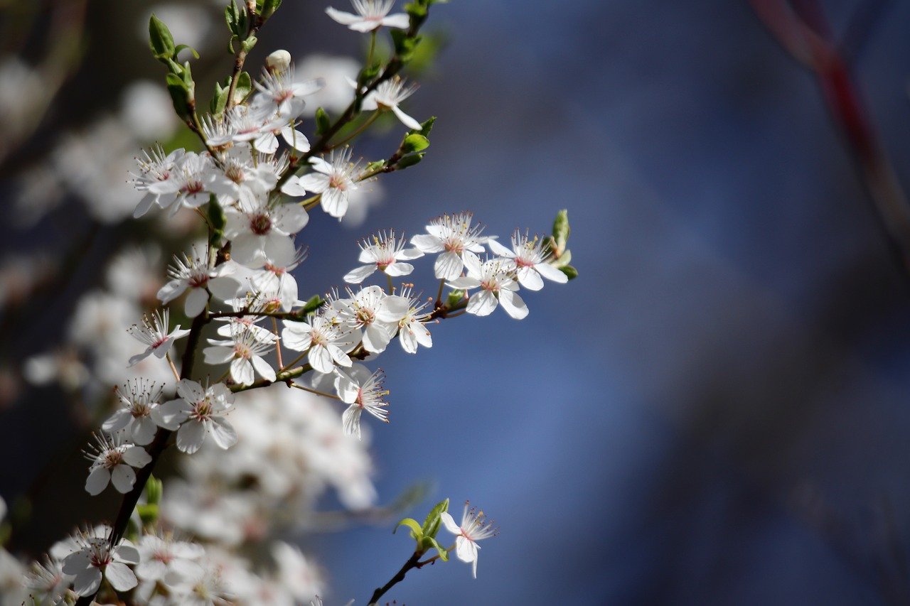 봄철 인기 여행지 관련된 사진