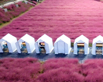 고창 핑크뮬리 축제_14