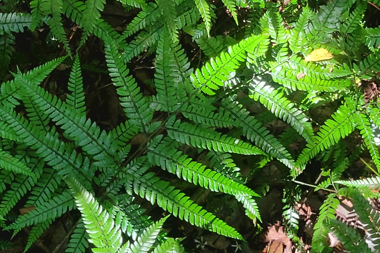 제주-곶자왈도립공원-탐방기