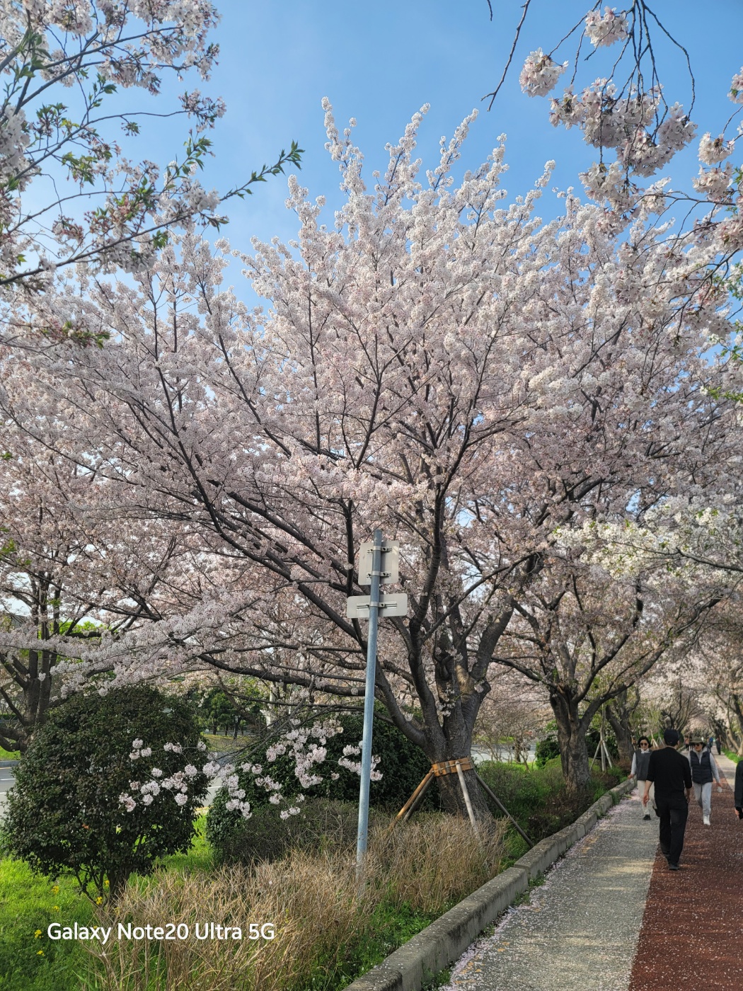 낙동강 벚꽃길&amp;#44; 유채밭