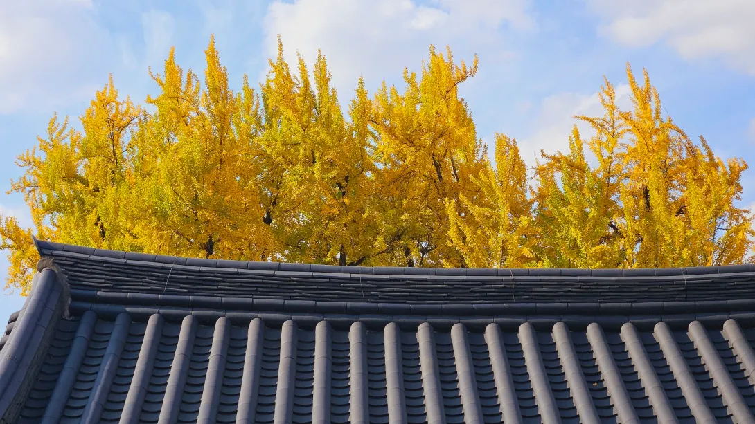 밀양 금시당 은행나무