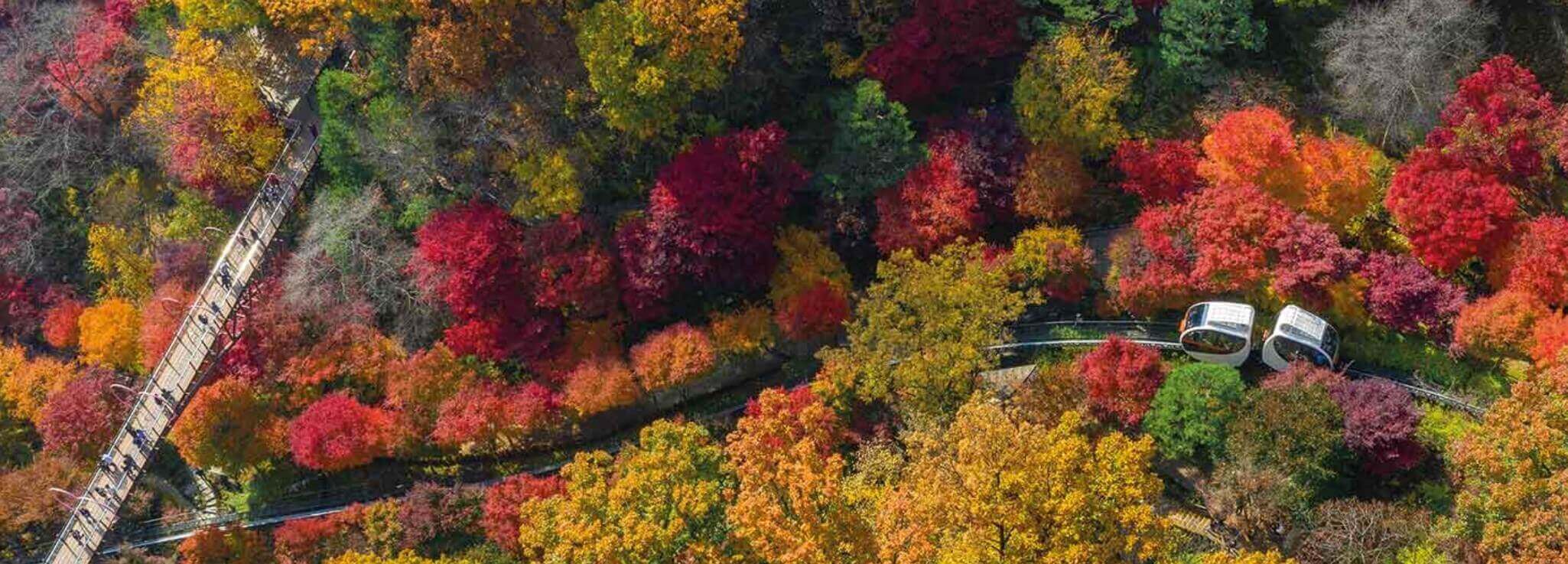 모노레일과 구름다리가 지나는 단풍 든 화담숲