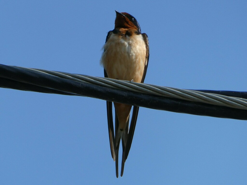 Swallow 제비