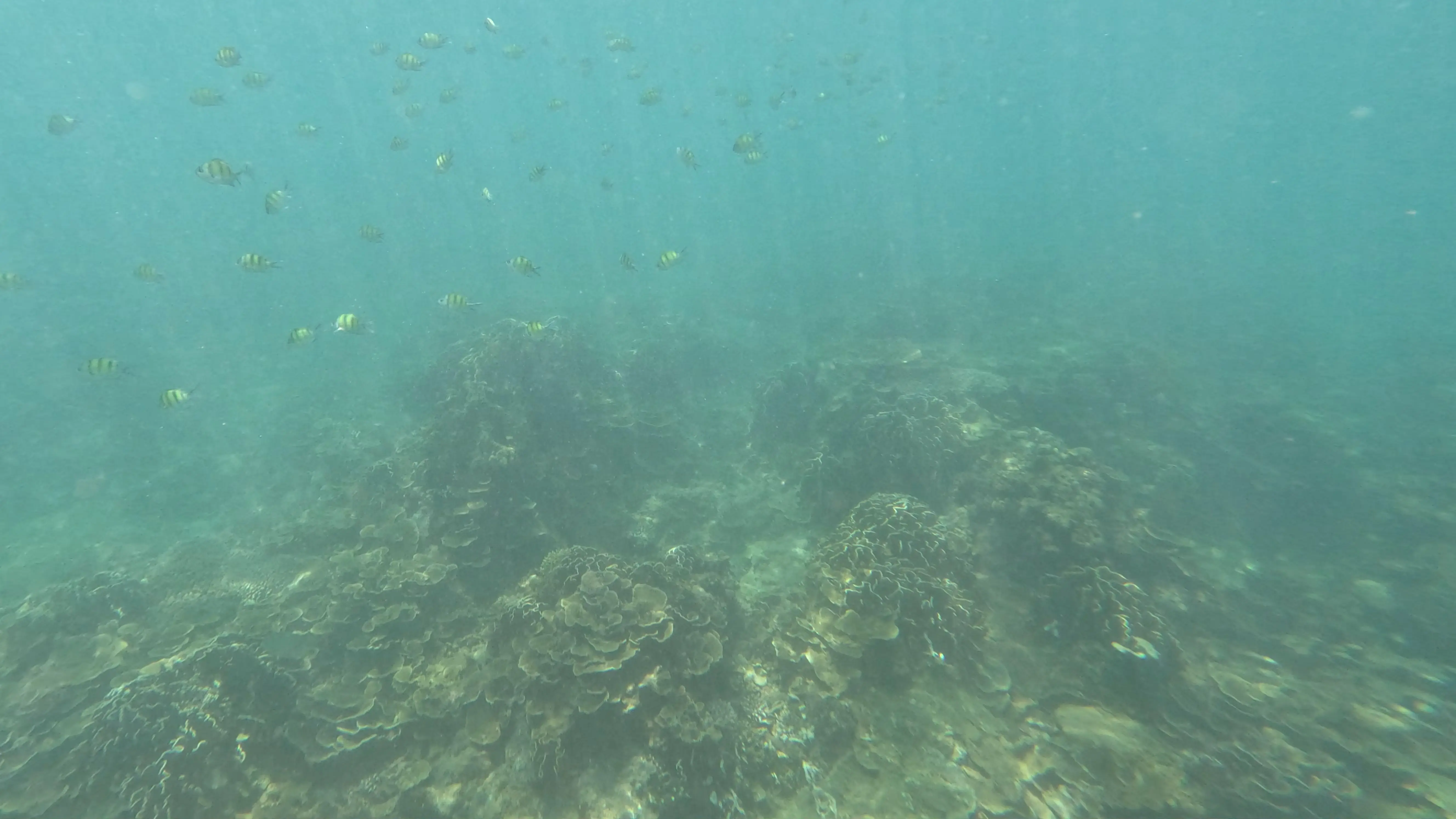 아오사네 비치 물속