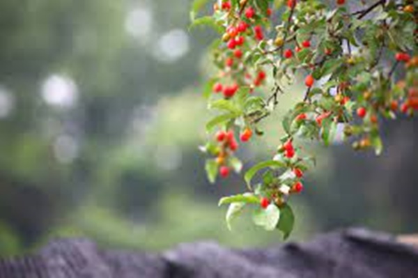 보리수 열매 먹는법