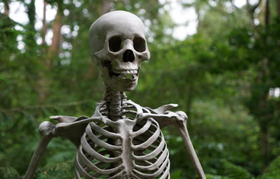 숲 속의 해골 모형