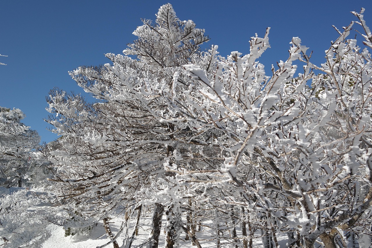 제주 한라산 눈꽃 사진