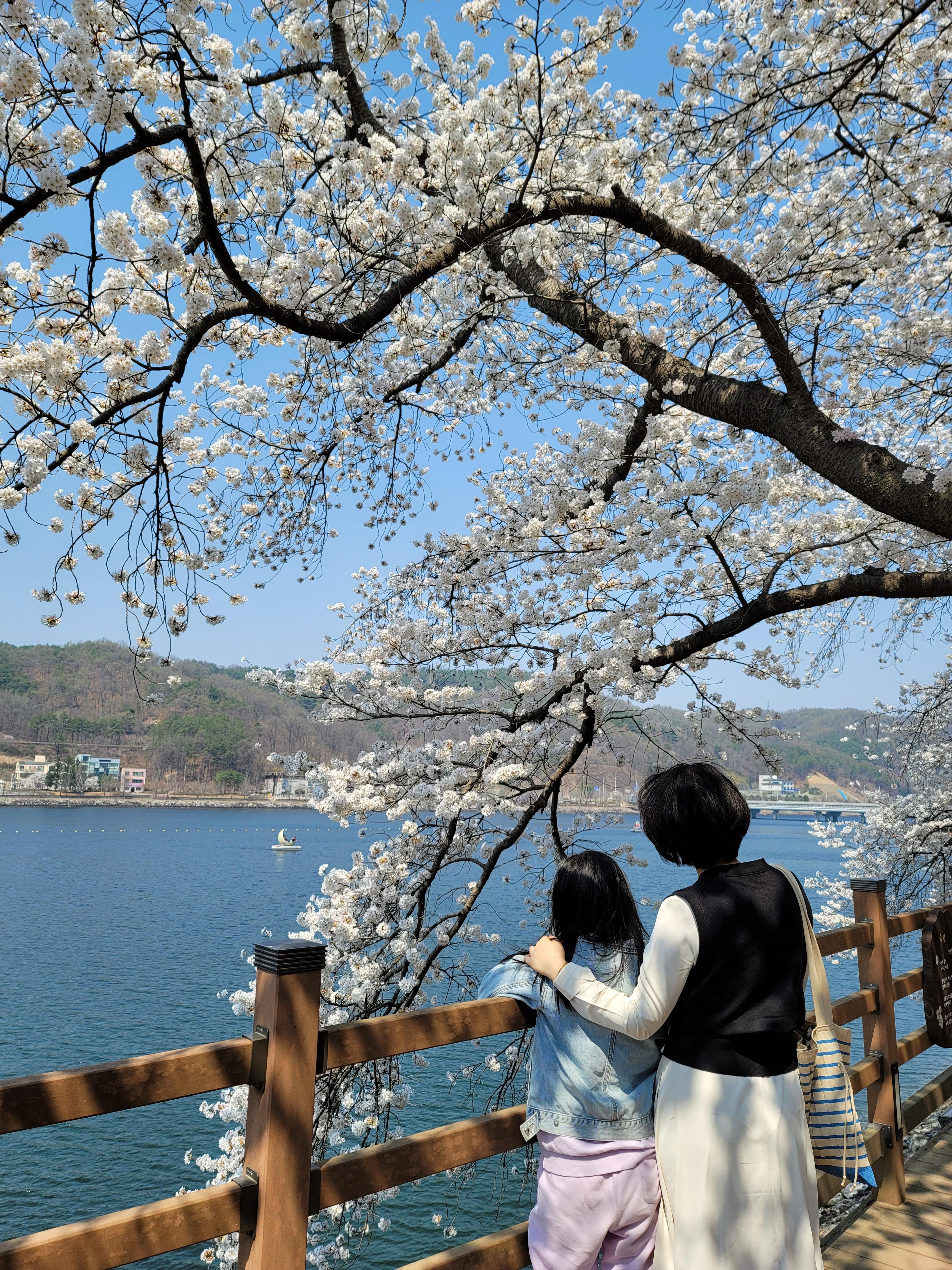 월영교 벚꽃 모습