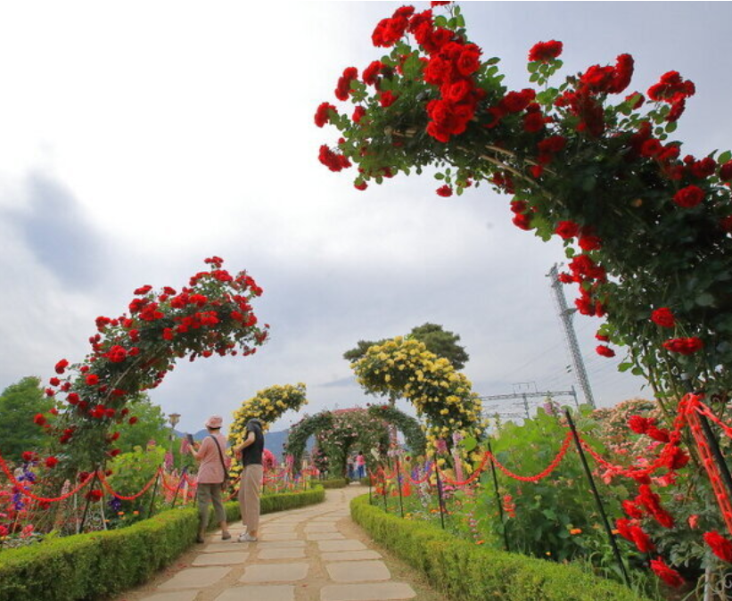 곡성 세계장미축제 개화상황