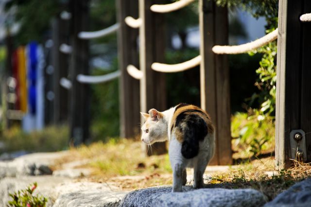 걸어가는 늙은 고양이