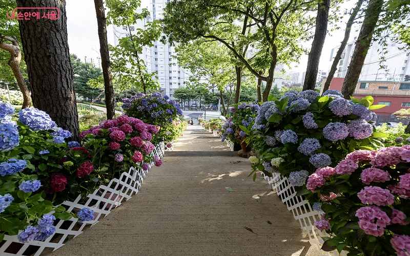 초안산수국동산