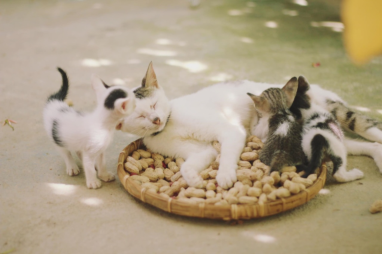 새끼고양이 사료 추천