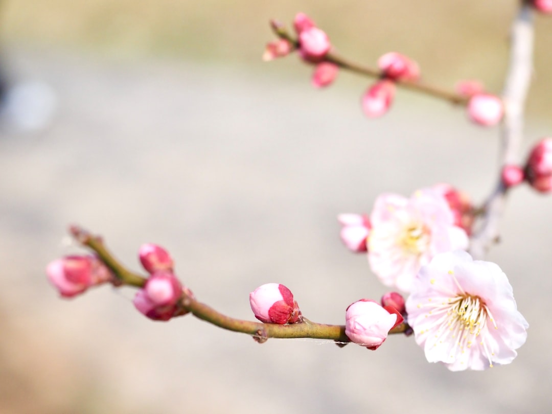 Plum blossom