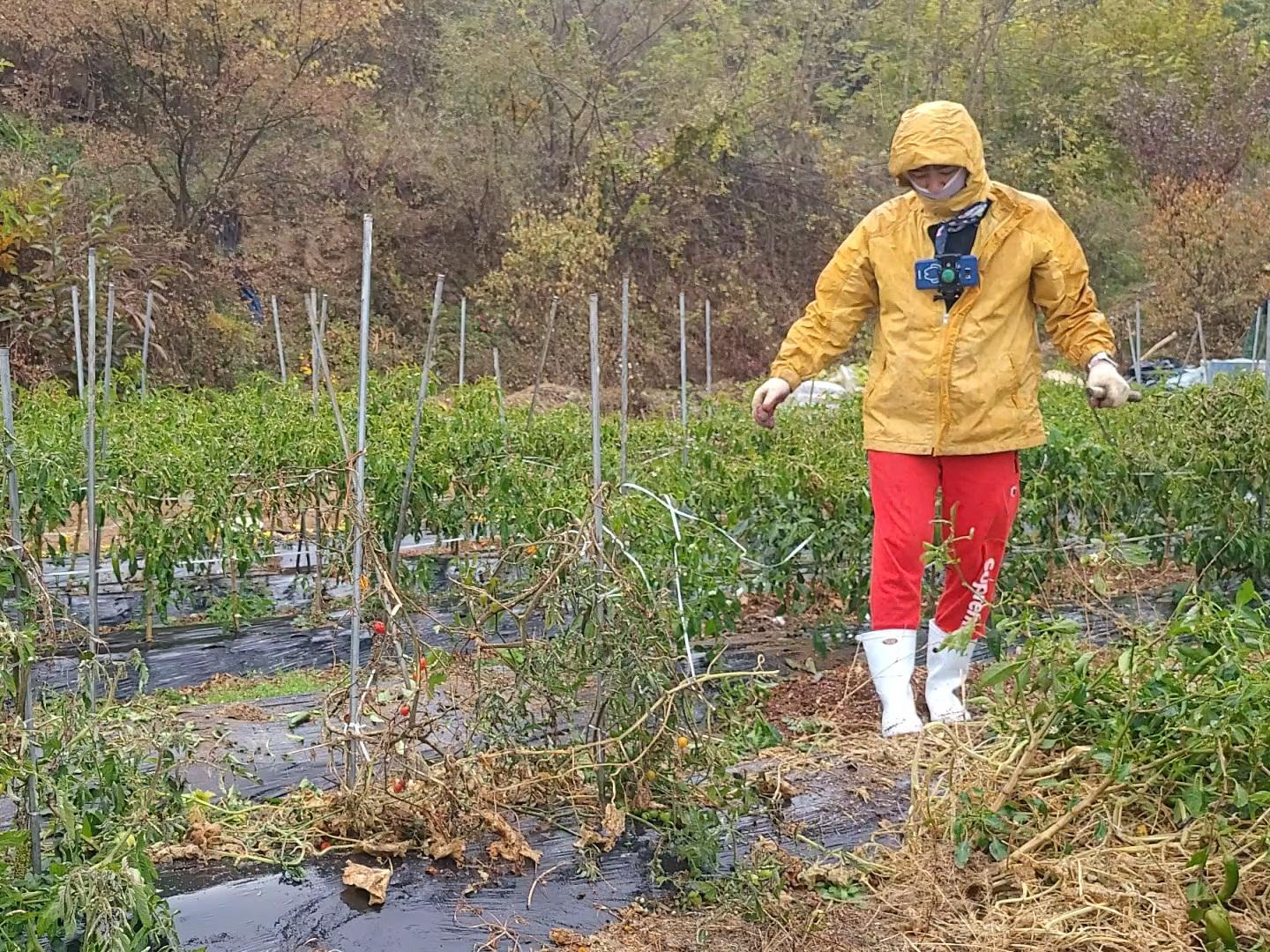 오토케 - 스마트폰 거치용 가슴 스트랩 밭일_2