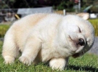 졸고 있는 강아지 사진