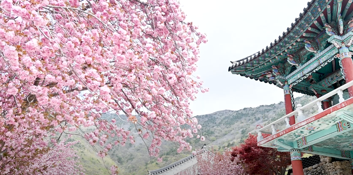 사천 청룡사 여행 정보 겹벚꽃 명소와 봄 여행 코스