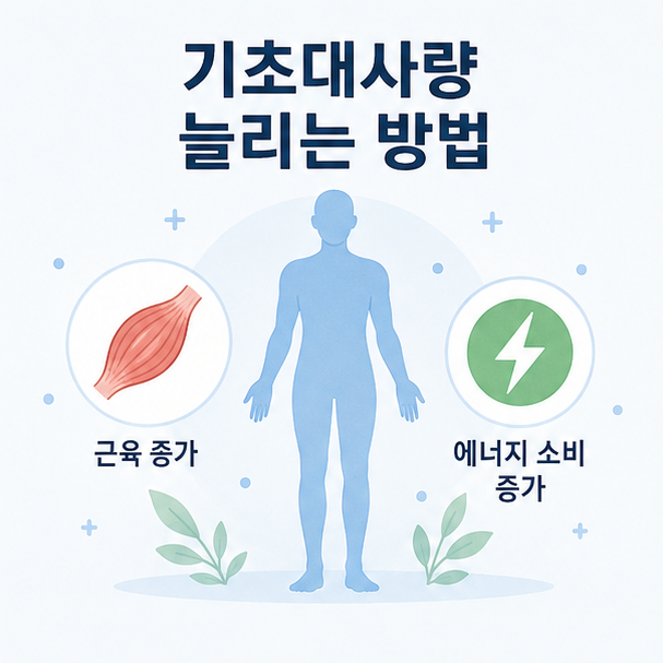 사람의 전신 실루엣과 근육, 에너지 아이콘으로 표현한 기초대사량 늘리는 방법 안내