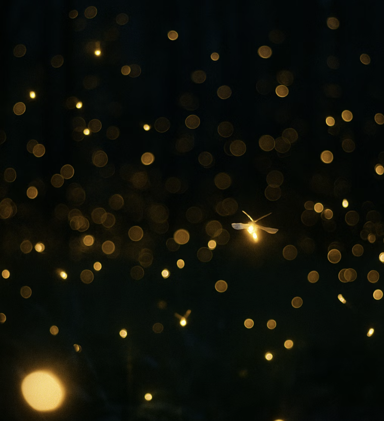 늦반딧불이와 초여름 반딧불이의 차이 알기