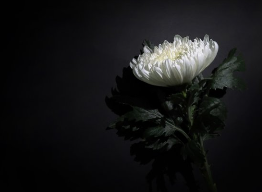 조모상 뜻 부의금 조문 위로말 회사 학교 친구 연락 공무원 휴가 총정리3