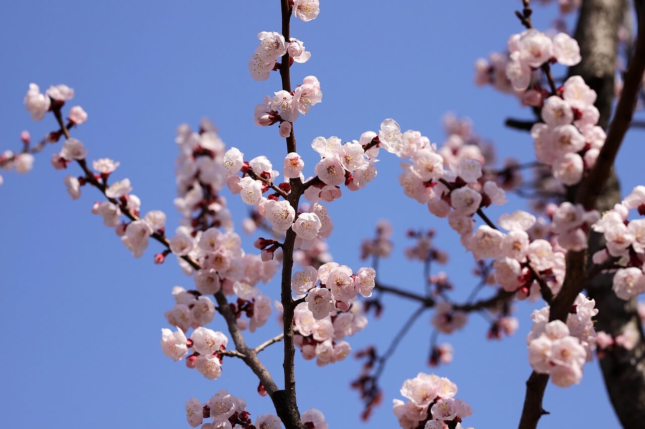 2025 광양 매화축제 입장료, 주차장, 셔틀버스, 숙박, 맛집