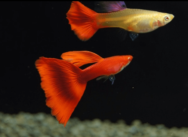 구피 질병 증상(백점병&amp;#44; 마우스펑기&amp;#44; 솔방울병 등)