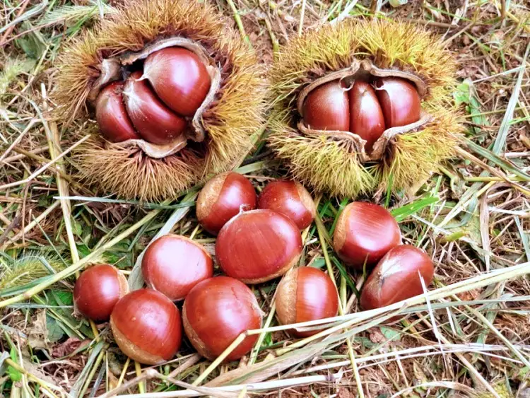 생방송오늘저녁 파주, 강화 혈액암 투병 남편 응원 차박 오토 캠핑, 가을 밤따기 체험 여행 가볼만한 곳 추천