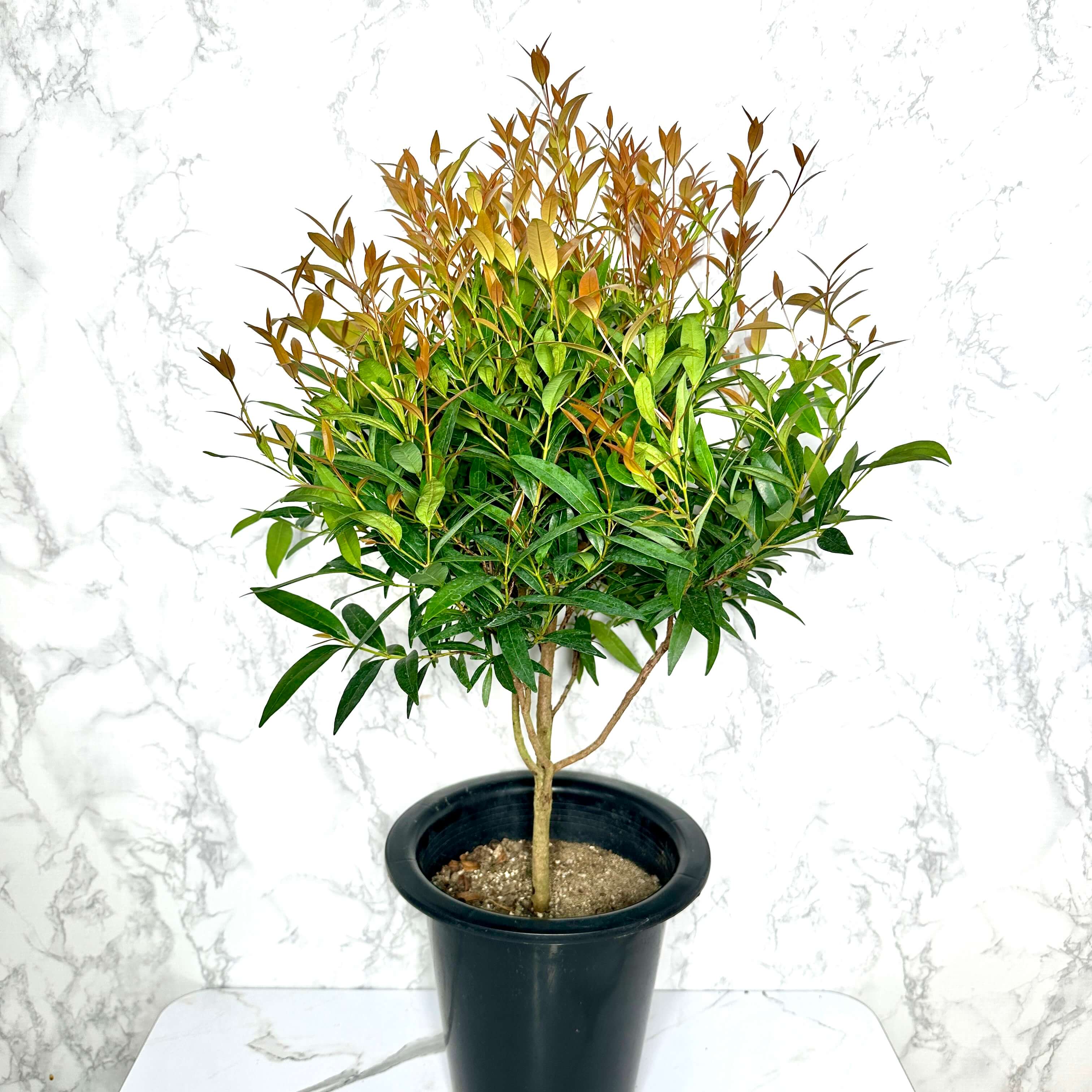 피어리스 키우기